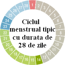 calendar menstrual zile fertile